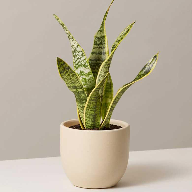 Snake Plant